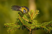 Kralicek ohnivy - Regulus ignicapilla - Firecrest o7453